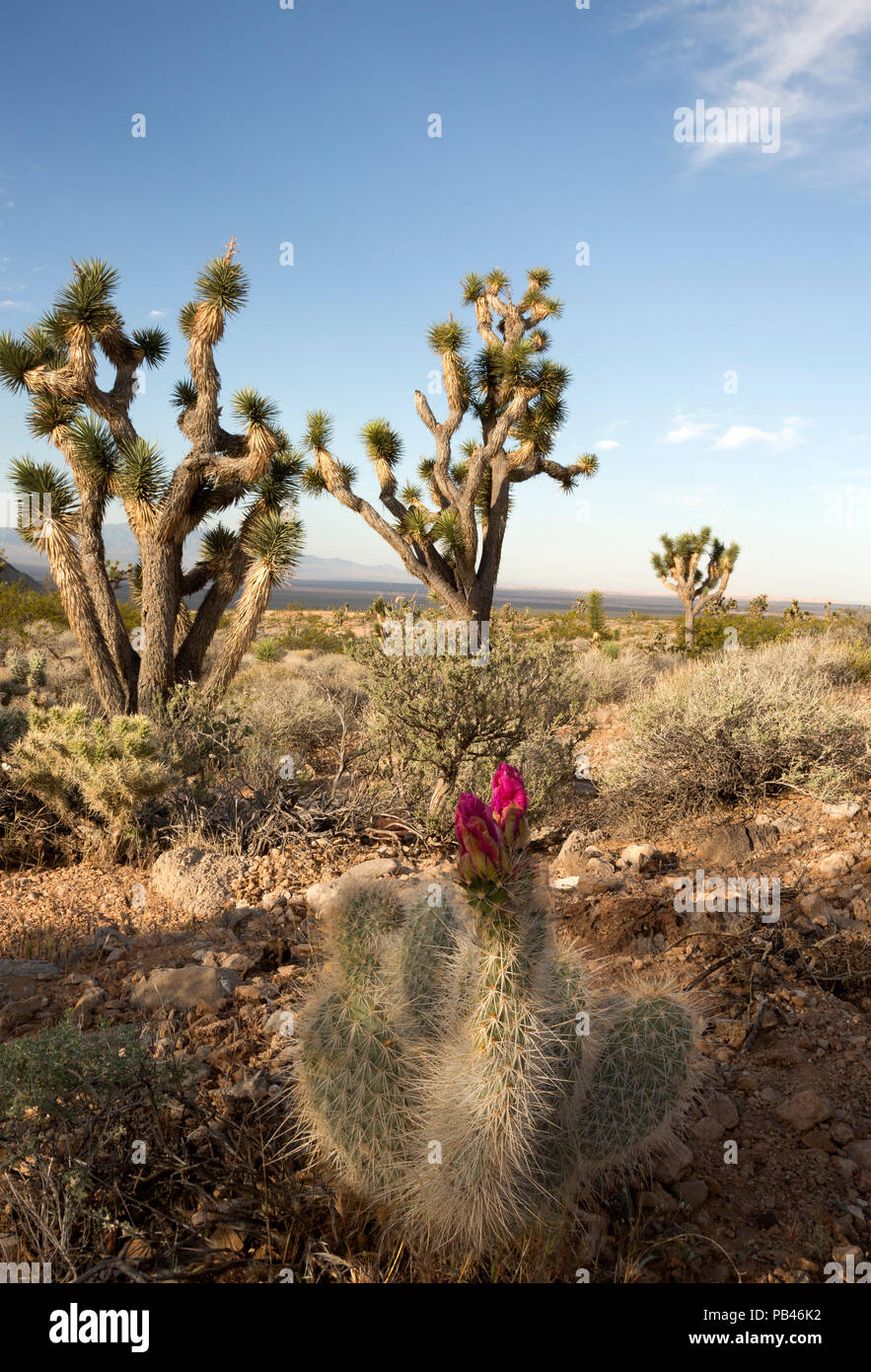 UT00494-00...Utah - Coda di castoro cactus fioritura tra gli alberi di Joshua nel deserto di Woodbury zona studio, parte di Beaver Dam lavaggio Conserv nazionale Foto Stock
