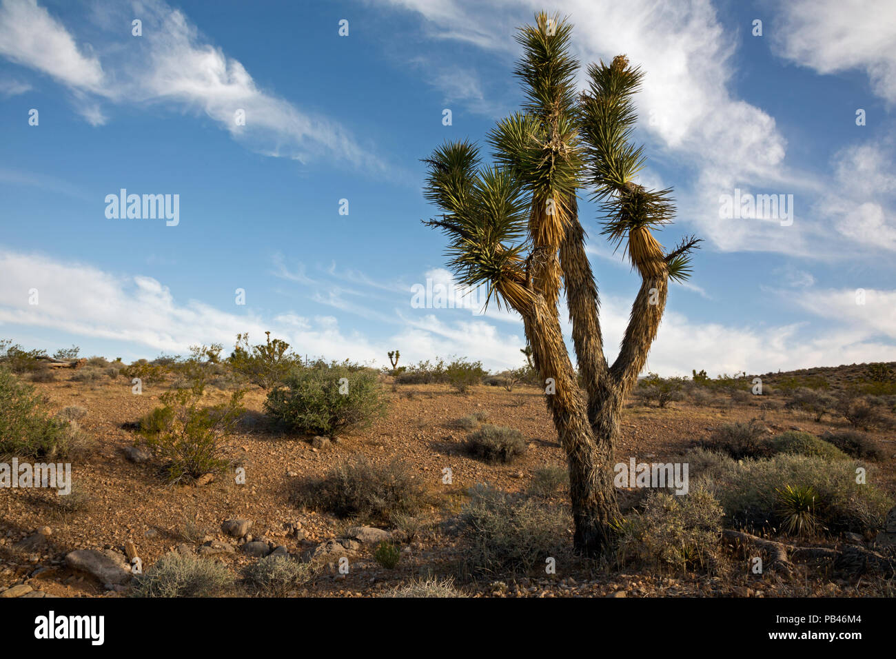 UT00495-00...Utah - Un Joshua tree nel deserto di Woodbury zona studio, parte di Beaver Dam lavare National Conservation Area sul bordo del Mojave Foto Stock