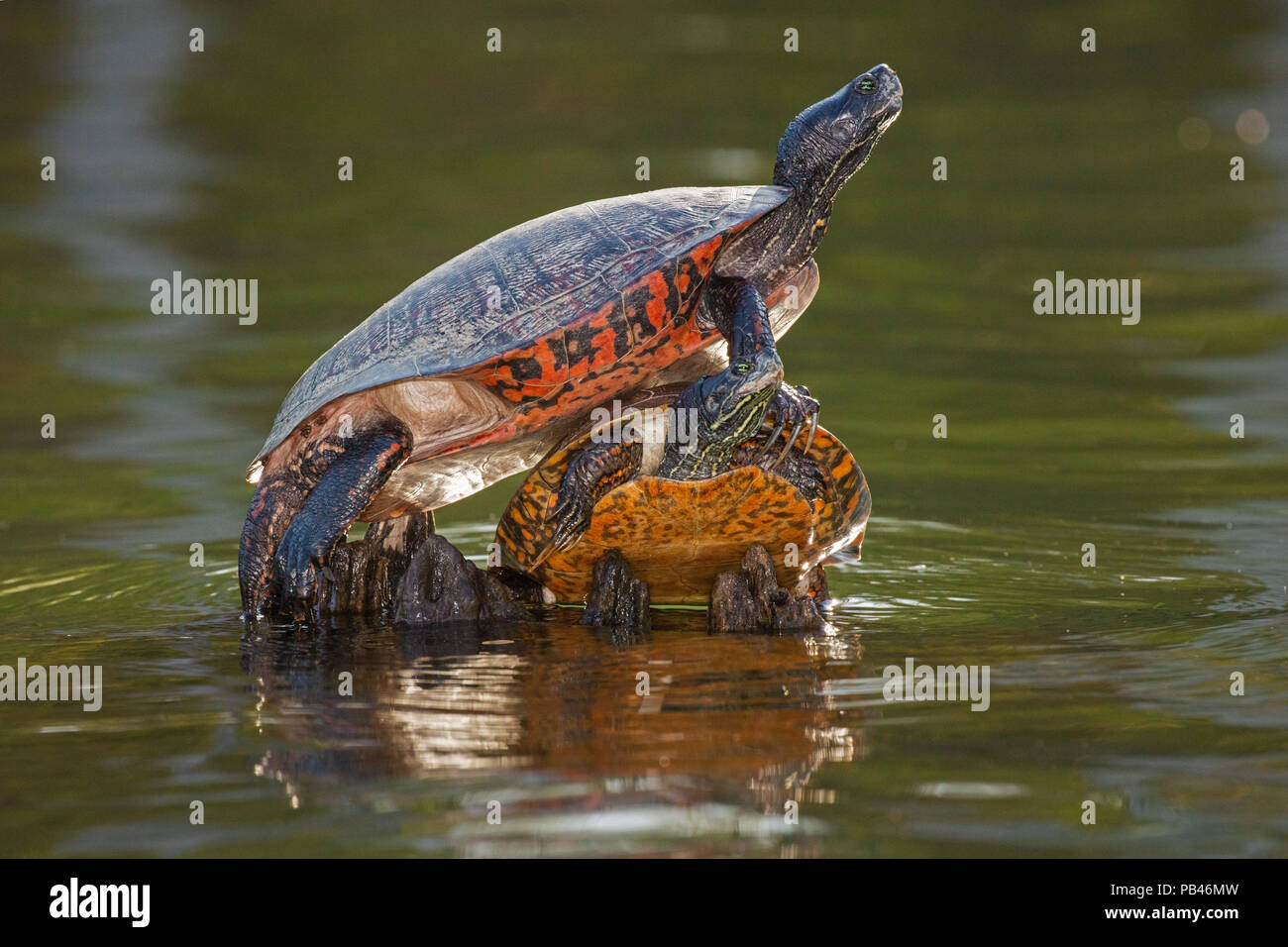 Rosso settentrionale di ventre o di tartaruga redbellied cooter, (Pseudemys rubriventris), Maryland, UICN vicino a specie minacciate Foto Stock