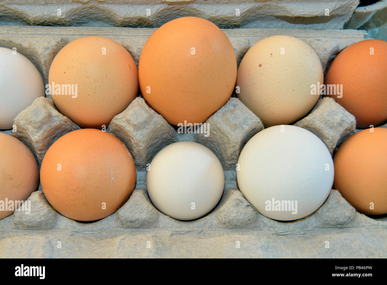 Il colore e le dimensioni delle variazioni in coltivati localmente le uova organiche, maggiore Sudbury , Ontario, Canada Foto Stock