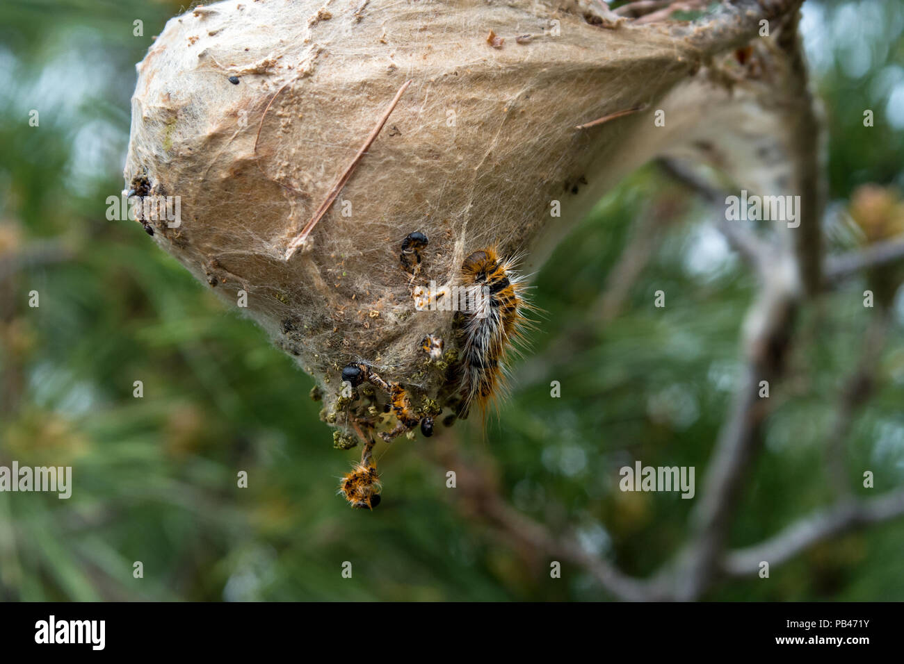 Un irsuto Gypsy Moth caterpillar esegue la scansione di un grande nido di tessuto appeso a un albero di pino. Foto Stock