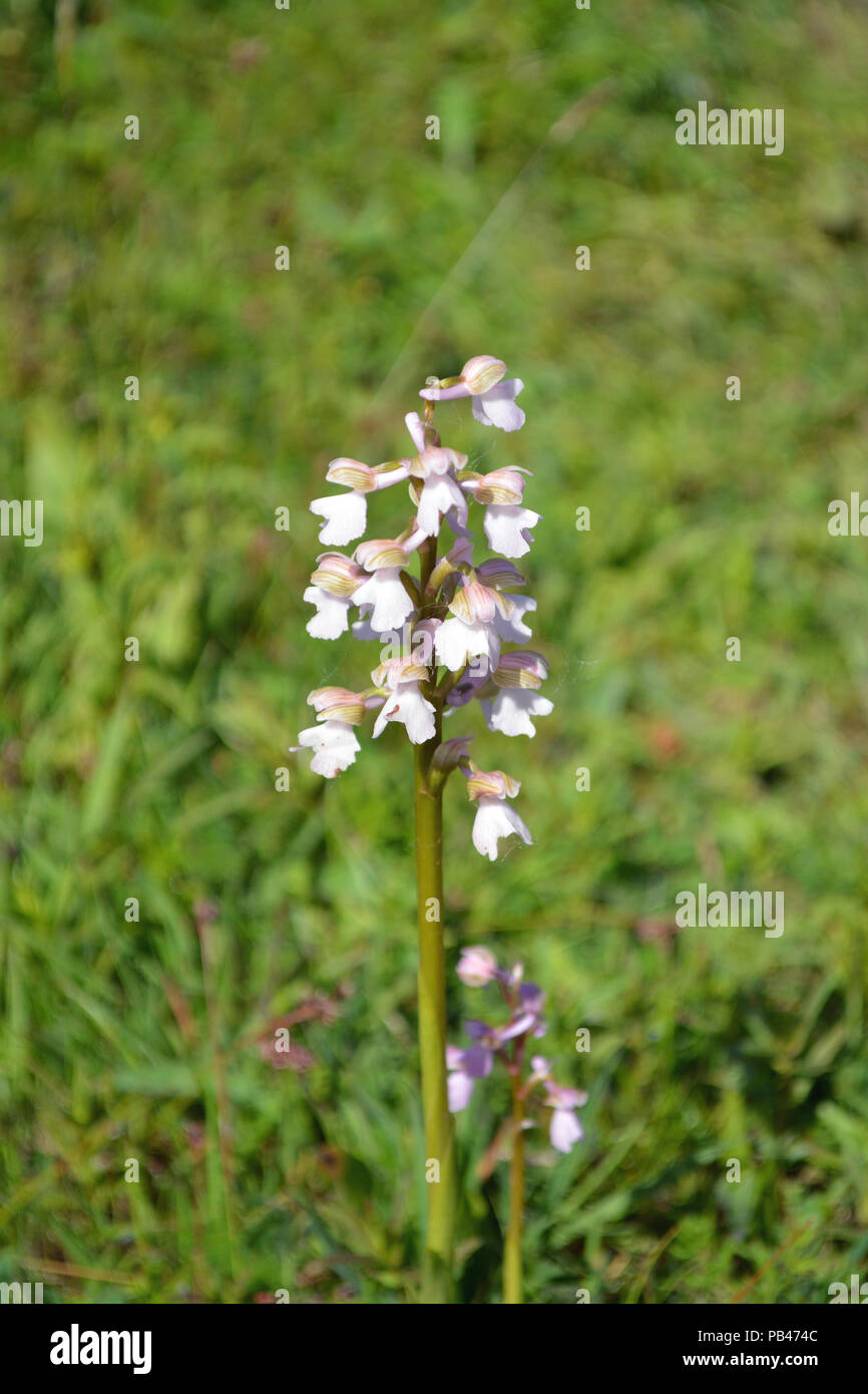 Verde-winged Orchid Foto Stock