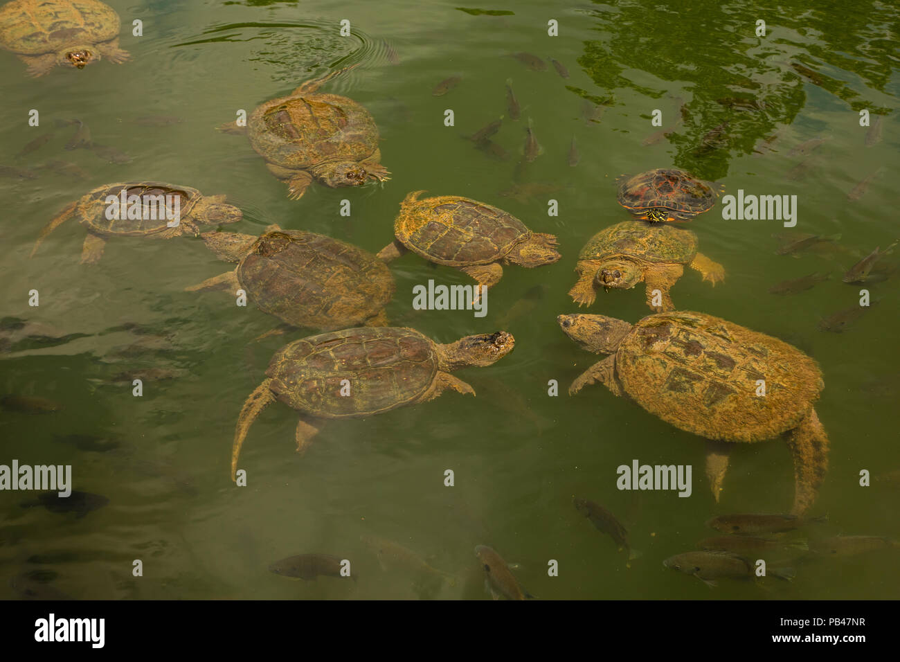 Scattare le tartarughe, Chelydra serpentina, fiume cooter e Bluegills, Lepomis macrochirus, Maryland Foto Stock