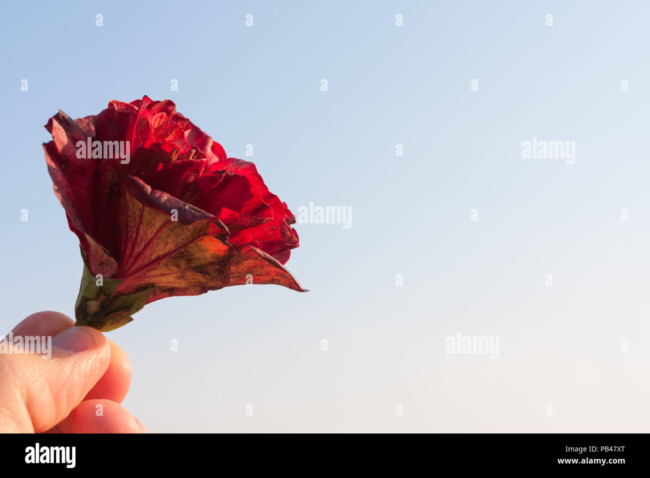 Tenendo una caduta di Hibiscus rosso con lo sfondo del cielo Foto Stock