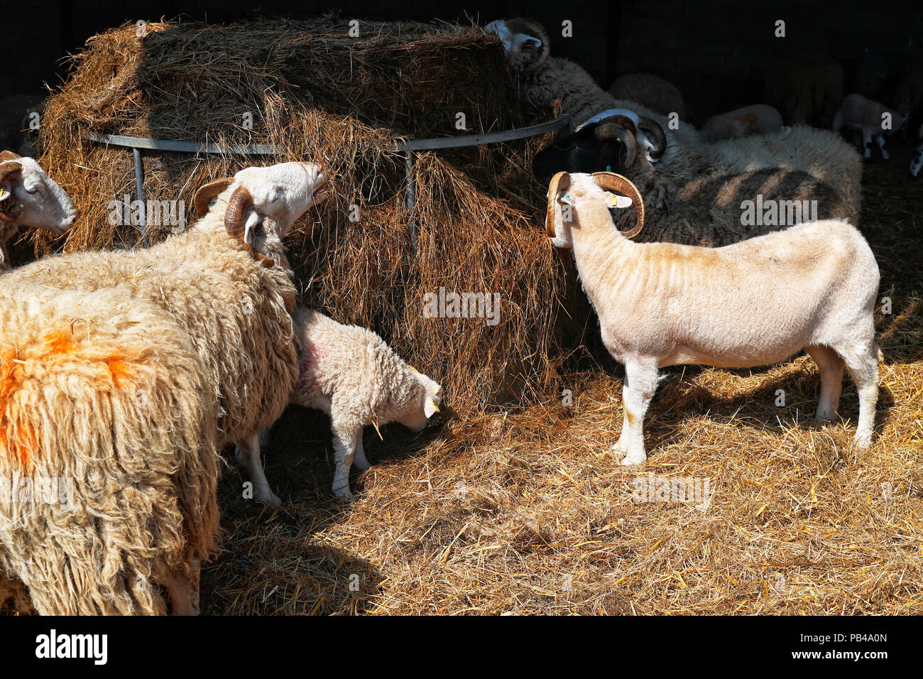 Alimentazione di pecora sul fieno in estate Foto Stock