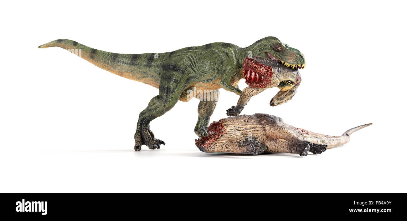 Tirannosauro mordere un corpo di dinosauro su sfondo bianco Foto Stock