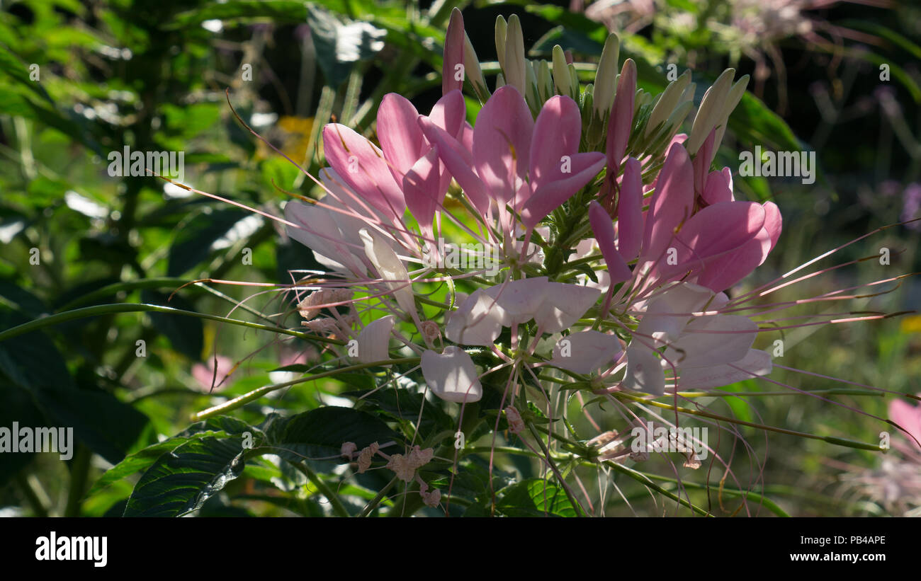 Questa fotografia cattura la luce calda su una soleggiata giornata estiva in Allan Gardens, uno dei più antichi parchi di Toronto, Ontario, Canada. Foto Stock