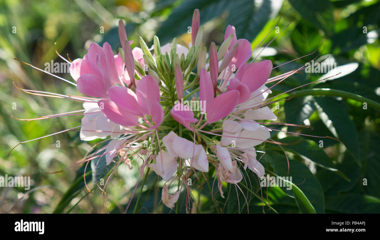 Questa fotografia cattura la luce calda su una soleggiata giornata estiva in Allan Gardens, uno dei più antichi parchi di Toronto, Ontario, Canada. Foto Stock