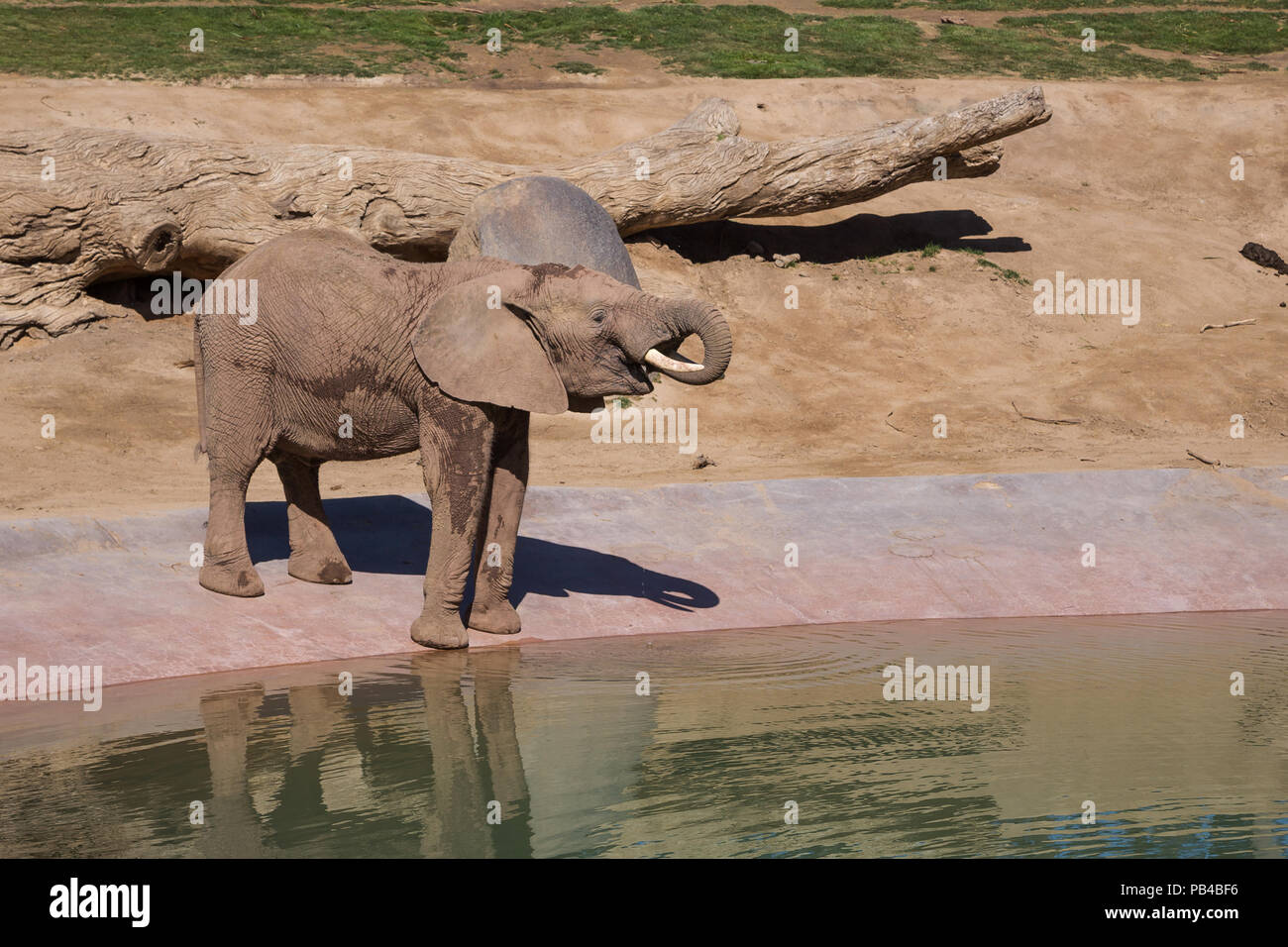Elephant è acqua potabile presso il foro di irrigazione Foto Stock