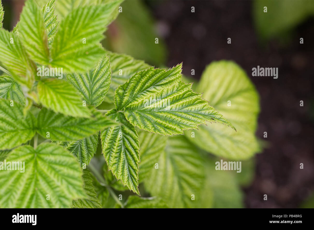 Rubus idaeus. La deficienza di magnesio in piante di lampone. Foto Stock