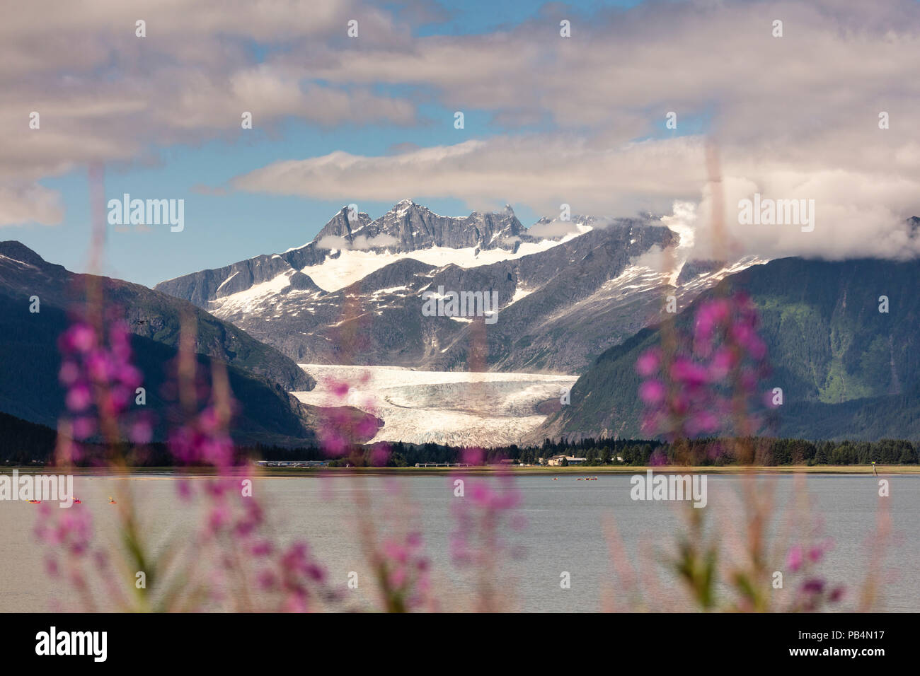 Telaio Fireweed il Mendenhall Glacier vicino a Juneau in Alaska sudorientale. Foto Stock