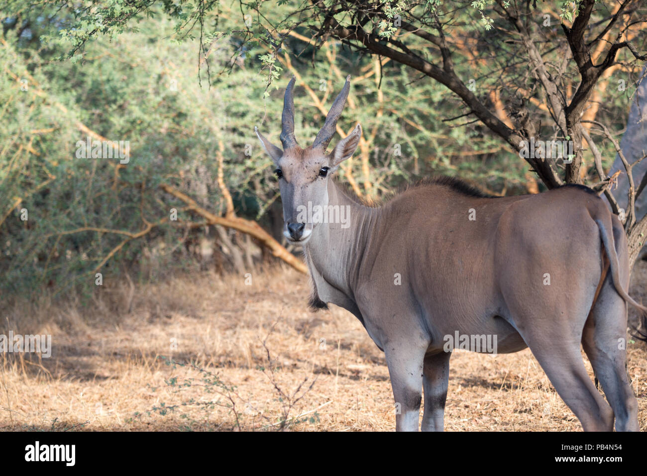 Eland comune alla riserva di Bandia, Senegal Foto Stock