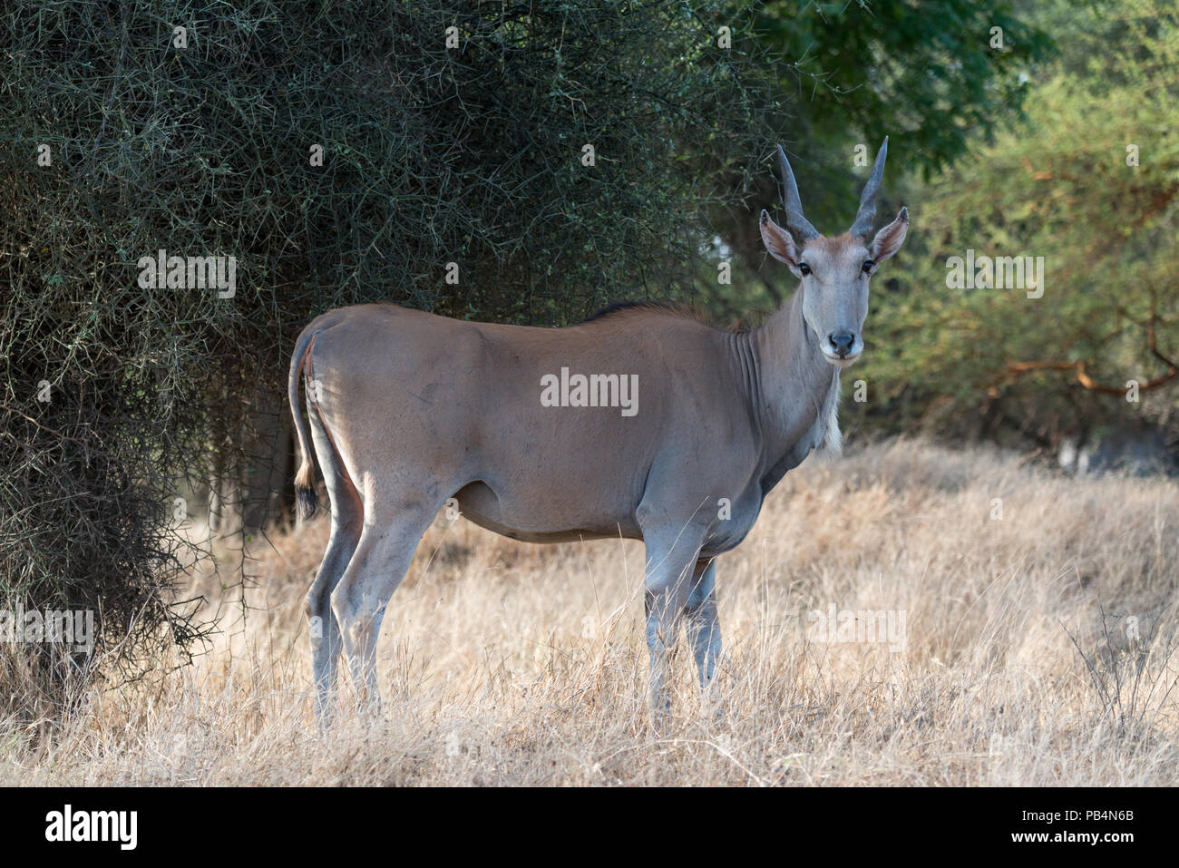 Eland comune alla riserva di Bandia, Senegal Foto Stock