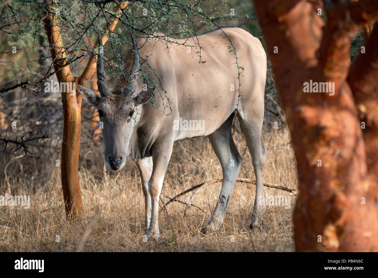 Eland comune alla riserva di Bandia, Senegal Foto Stock