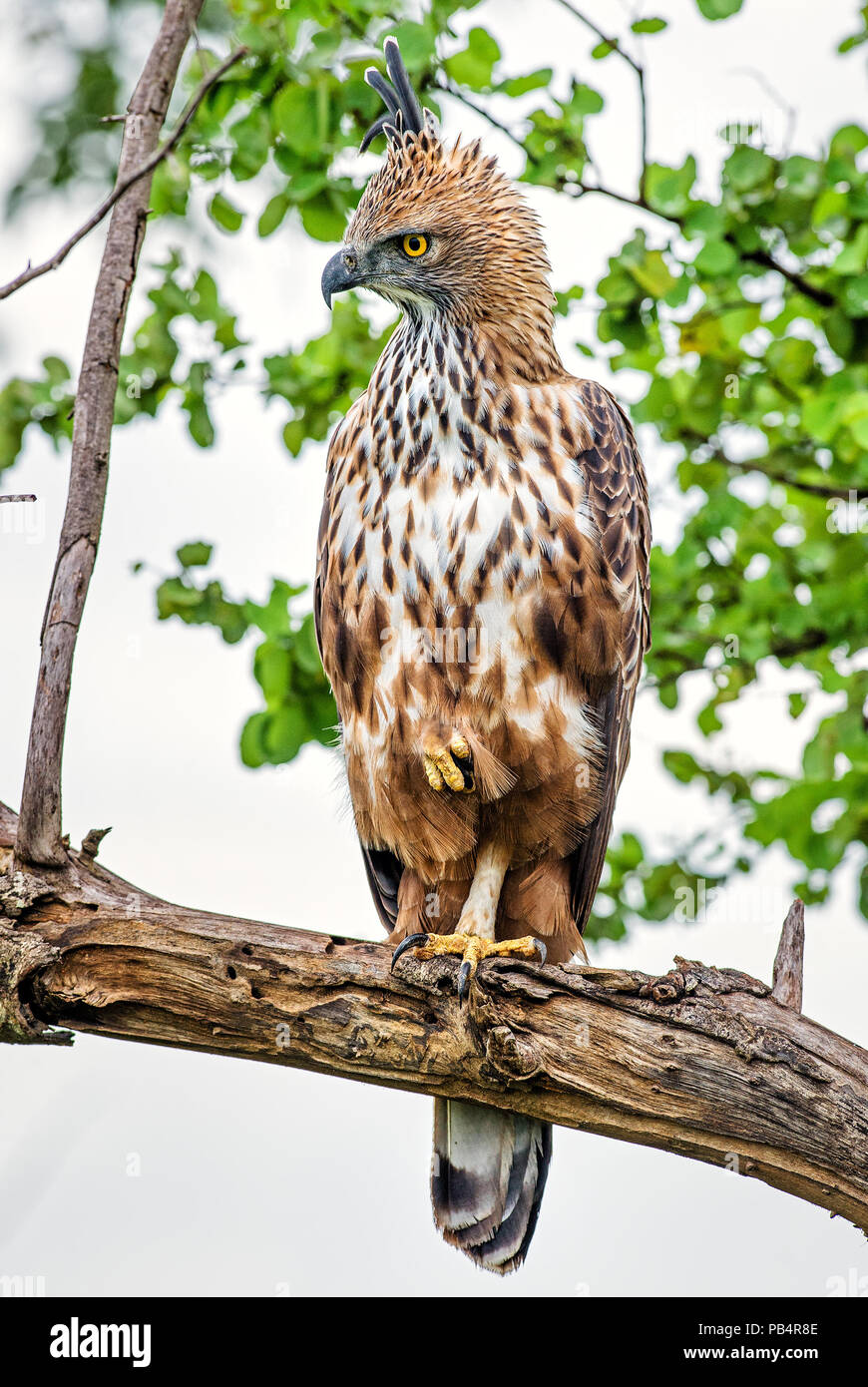 Modificabile Hawk-eagle - Spizaetus cirrhatus, bellissimo grande rapace dal governo dello Sri Lanka di boschi. Foto Stock