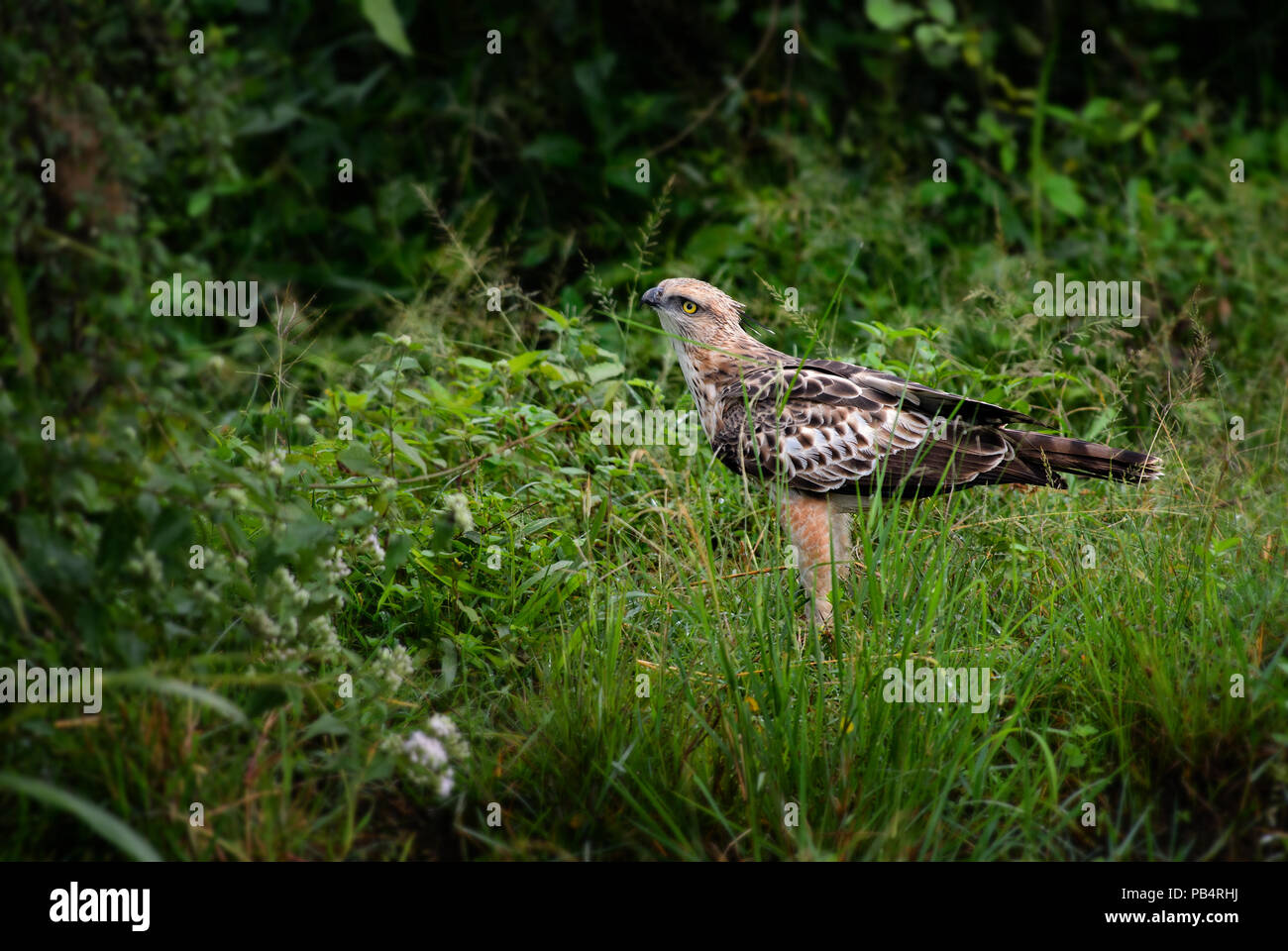 Modificabile Hawk-eagle - Spizaetus cirrhatus, bellissimo grande rapace dal governo dello Sri Lanka di boschi. Foto Stock