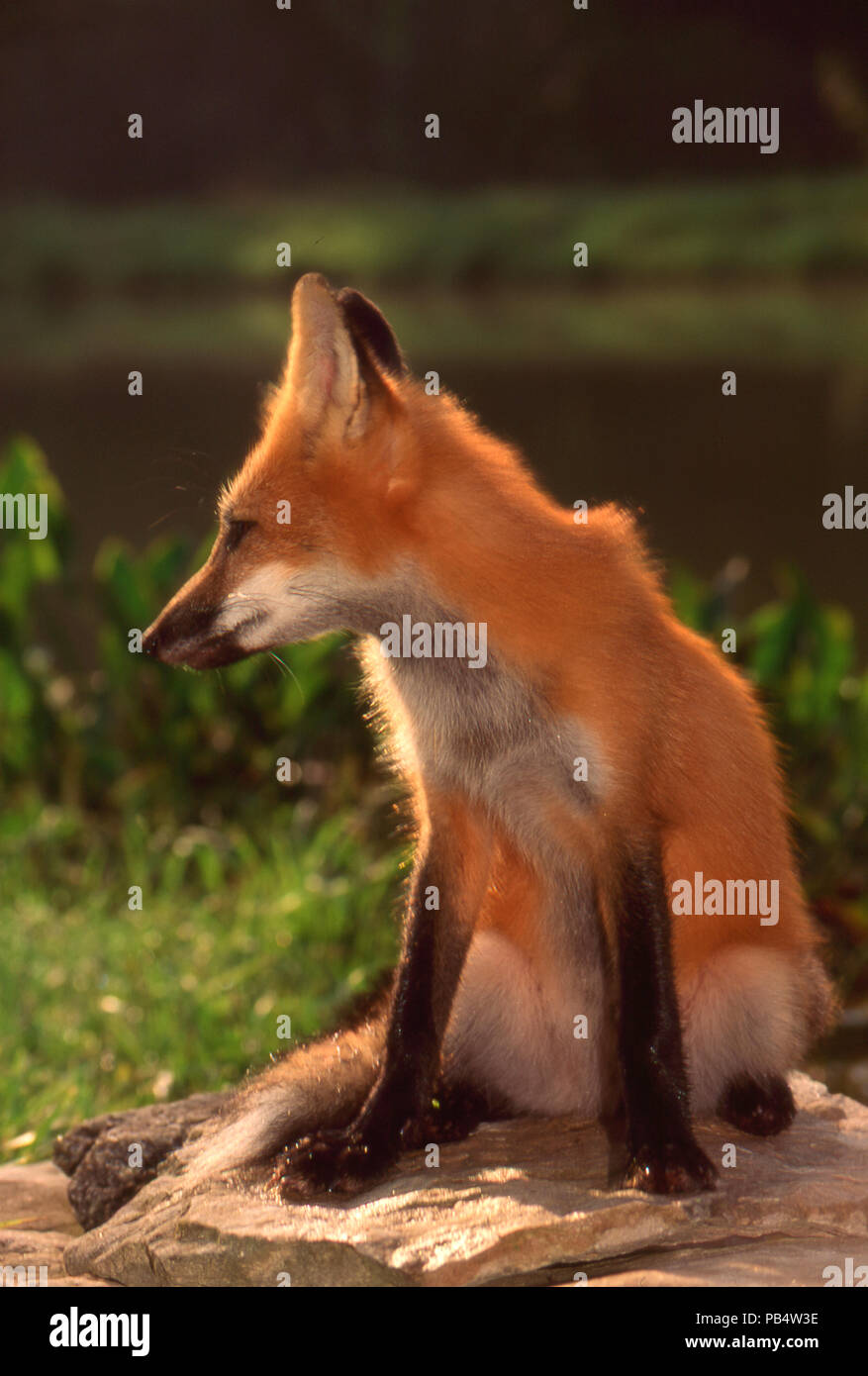 Giovani red fox seduto accanto a lago sulla roccia nella luce del pomeriggio, Missouri, Stati Uniti d'America Foto Stock