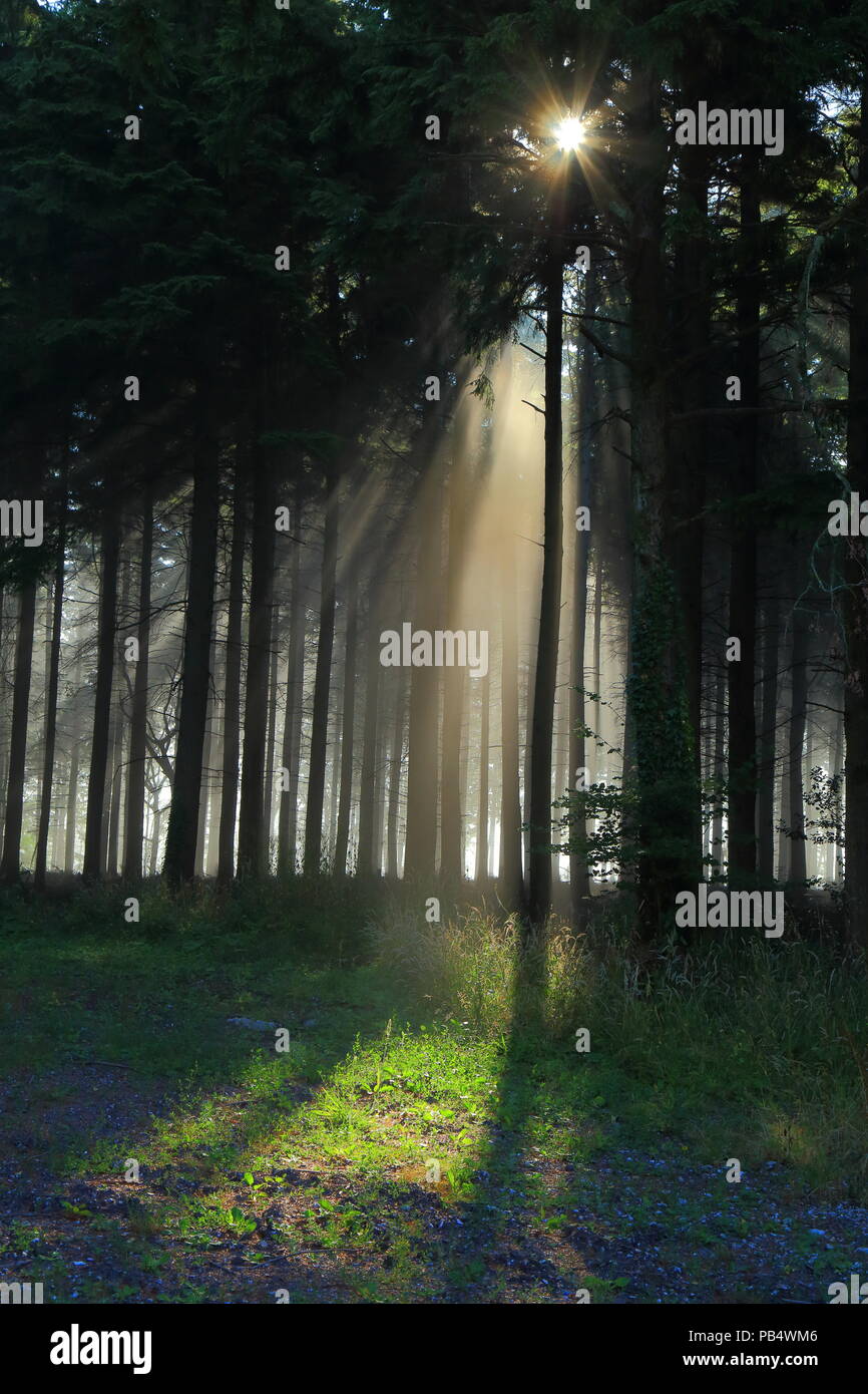 Foschia mattutina nella foresta in East Devon Foto Stock