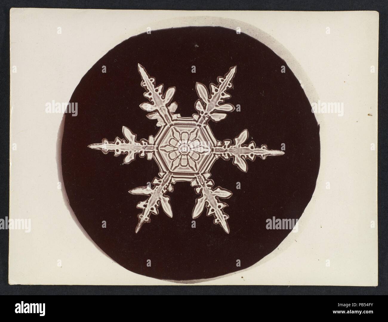 [Cristallo di neve]. Artista: Wilson Alwyn Bentley (American, 1865-1931). Dimensioni: Immagine: 2 3/4 x 2 7/8 in. (7 × 7,3 cm) foglio: 3 × 4 a. (7,6 x 10,2 cm). Data: 1890s-1920s. Museo: Metropolitan Museum of Art di New York, Stati Uniti d'America. Foto Stock