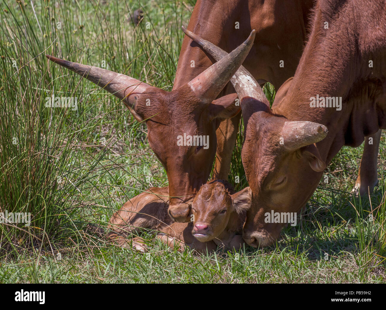 Due Watusi bovini mostrando affetto per i giovani vitelli Foto Stock
