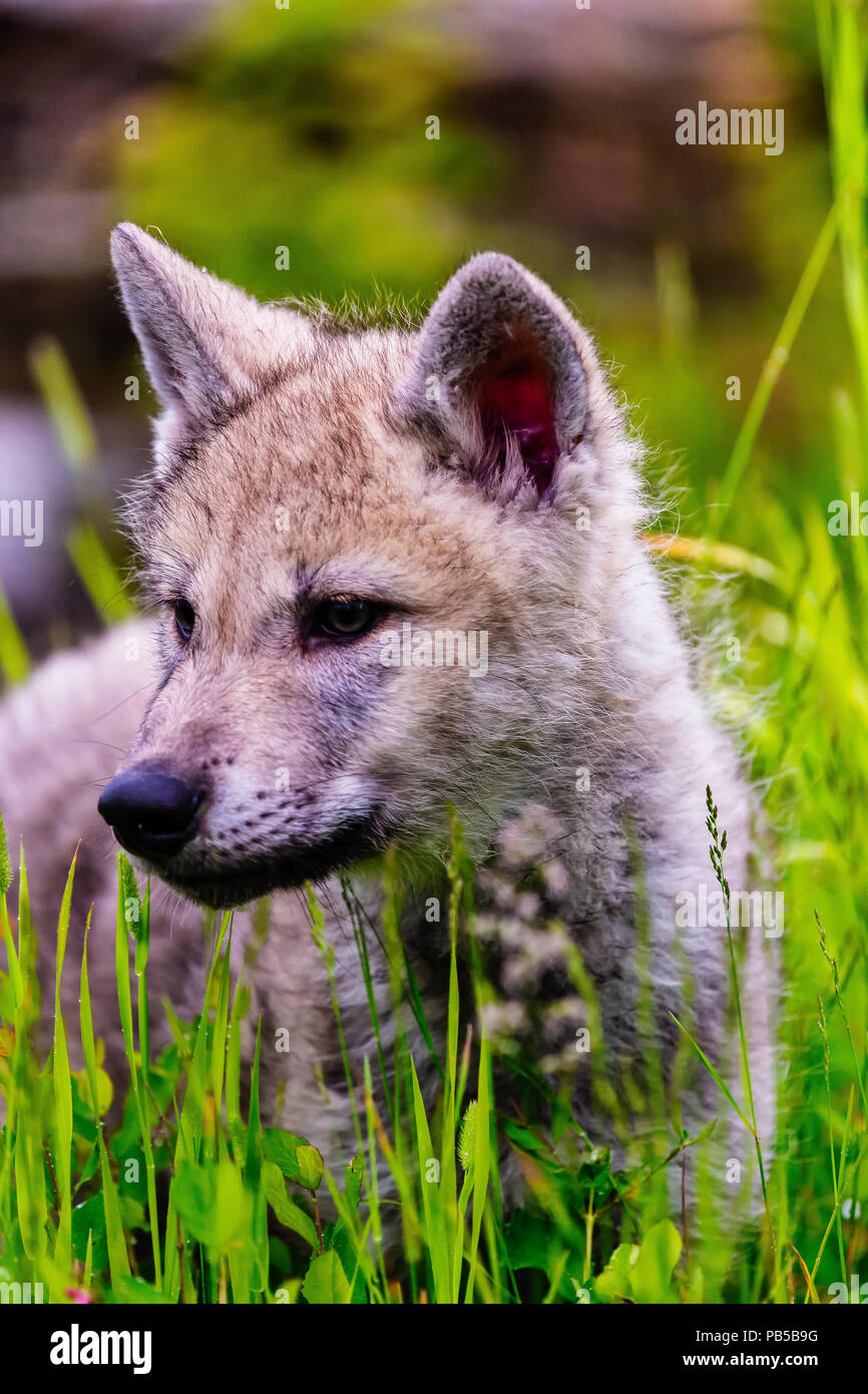 Cucciolo di lupo Closeup cercando nel campo Foto Stock
