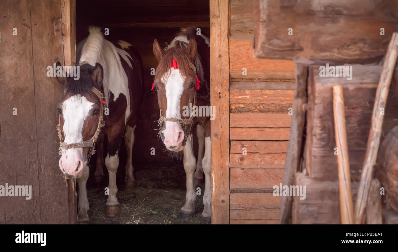 Animali domestici concept Foto Stock
