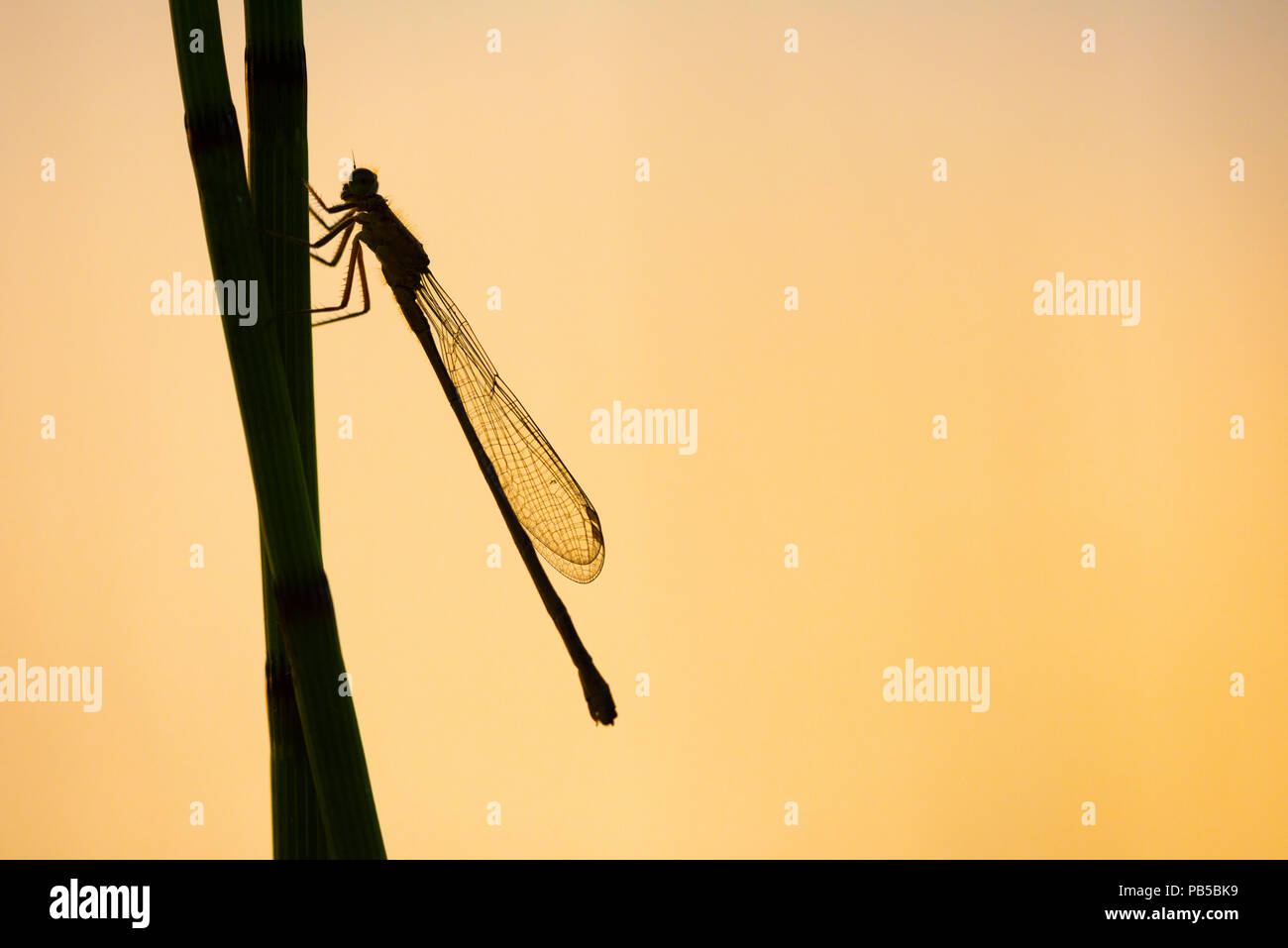 Un comune Damselfly blu (Enallagma cyathigerum) su una canna in silhouette in Mendip Hills, Somerset, Inghilterra. Foto Stock