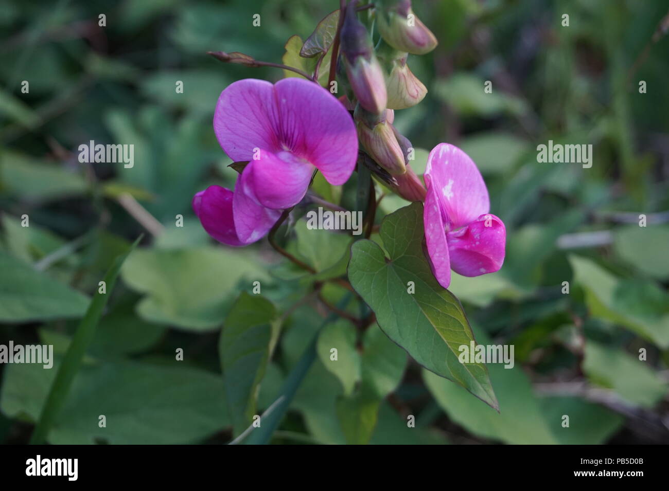 Rosa di fiori selvatici, Vancouver, |British Columbia Foto Stock