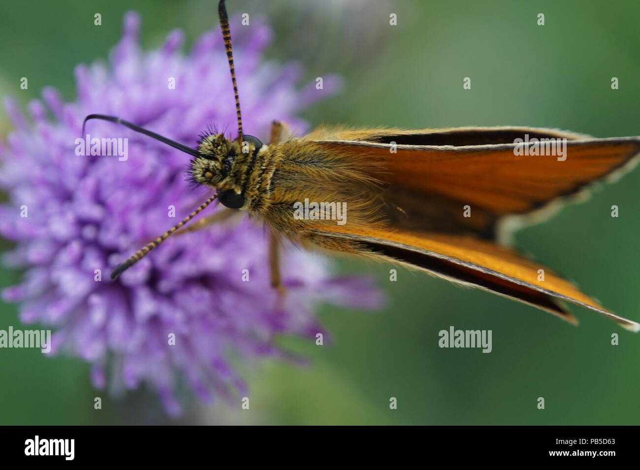 In prossimità di una falena su un piccolo thistle , presa a Inglewood il santuario degli uccelli di Calgary, Alberta, Canada Foto Stock