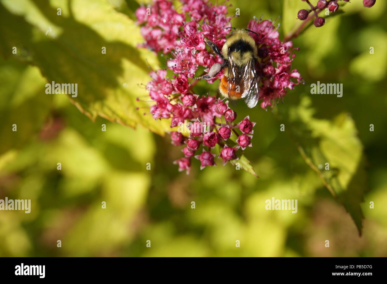 Il miele delle api in rosa fiori selvatici, lo Zoo di Calgary, Calgary, Alberta, Canada Foto Stock
