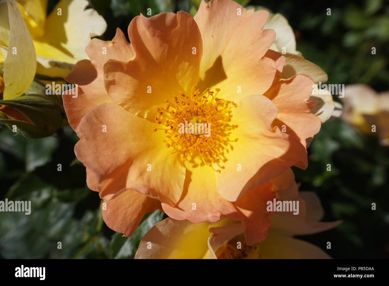 Rosa in fiore, di pesche e di giallo, vicino allo Zoo di Calgary, Calgary, Alberta, Canada Foto Stock