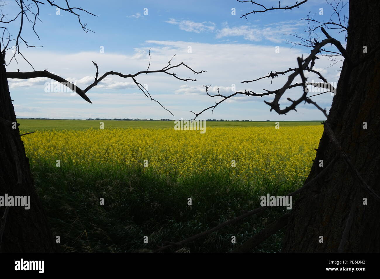 Giallo canola field, Alberta Canada, delimitata da due alberi. Estate , blu cielo Foto Stock