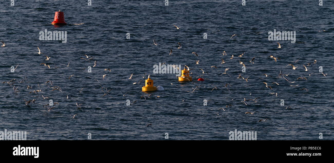 A testa nera gabbiani Chroicocephalus ridibundus alimentare sull'acqua Yarmouth Isola di Wight Foto Stock