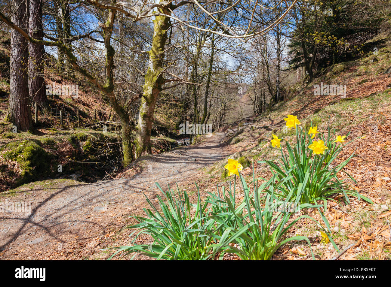 Mazzetto di Yellow Daffodils crescente accanto a un sentiero di bosco in primavera nel Parco Nazionale del Distretto dei Laghi. Tarn Hows, Cumbria, Regno Unito, Gran Bretagna Foto Stock