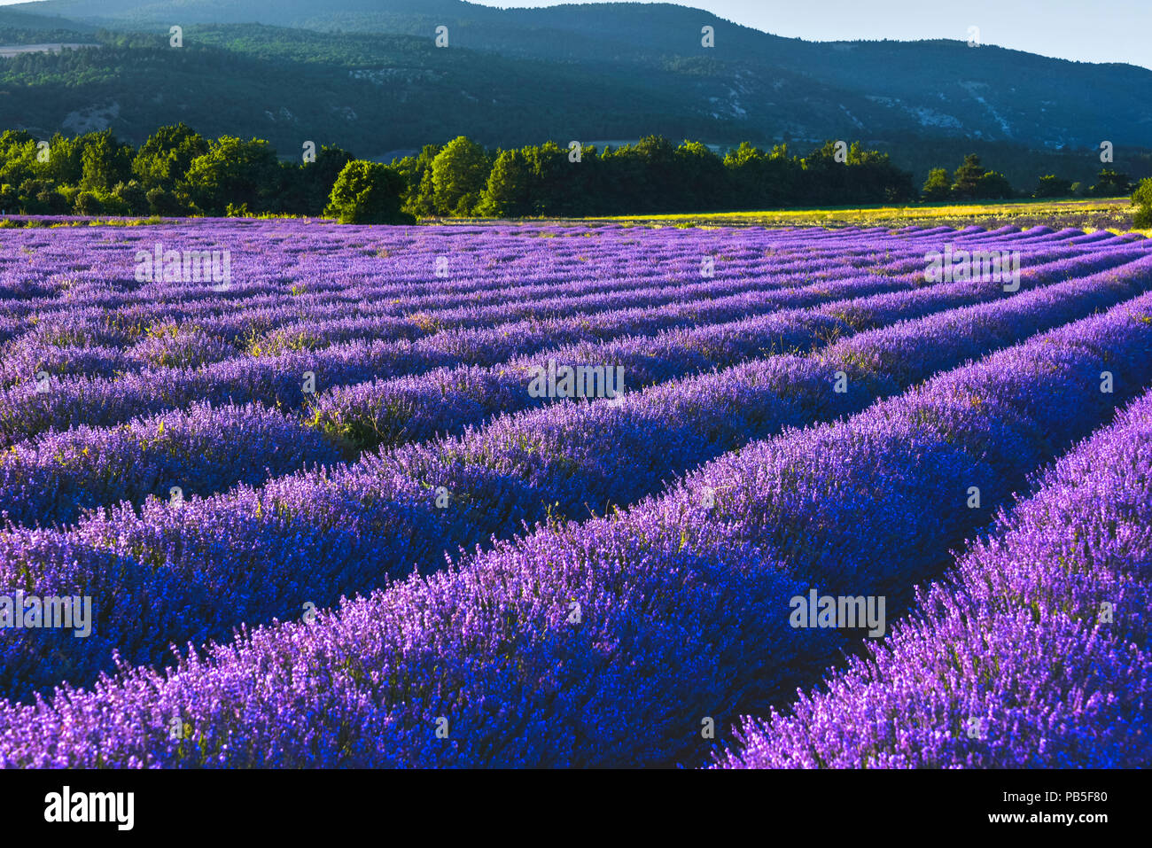 Lavanda sognante paesaggio nei pressi di Sault, Provenza, Francia, blossom in morbida luce della sera Foto Stock