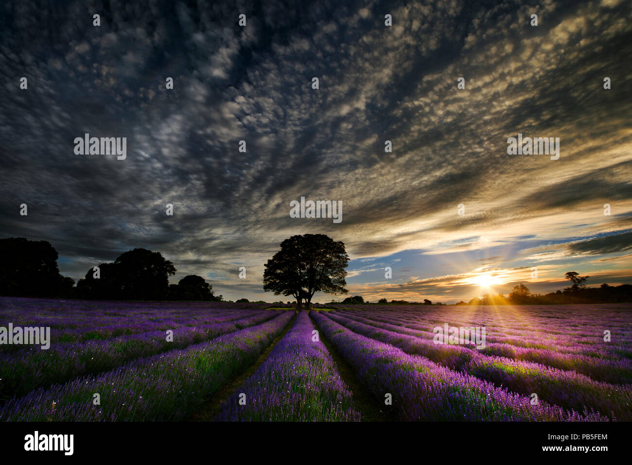 Mayfield lavanda al tramonto vicino a Londra nel Surrey, Regno Unito, Gran Bretagna Foto Stock