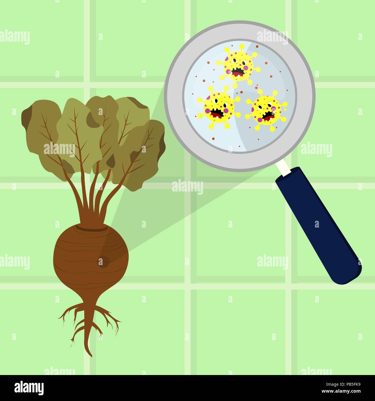 Barbabietole contaminati con il cartoon microbi essendo pulito e lavato in una cucina. Microrganismi, virus e batteri nel vegetale ingrandita di un magni Illustrazione Vettoriale