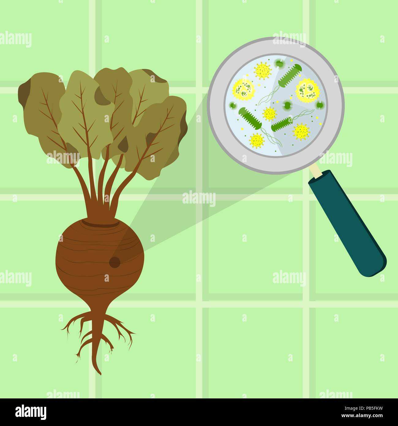 Barbabietola contaminati. Microrganismi, virus e batteri nel marcio e viziati barbabietole ingrandita di una lente di ingrandimento. Piastrelle in background. Illustrazione Vettoriale