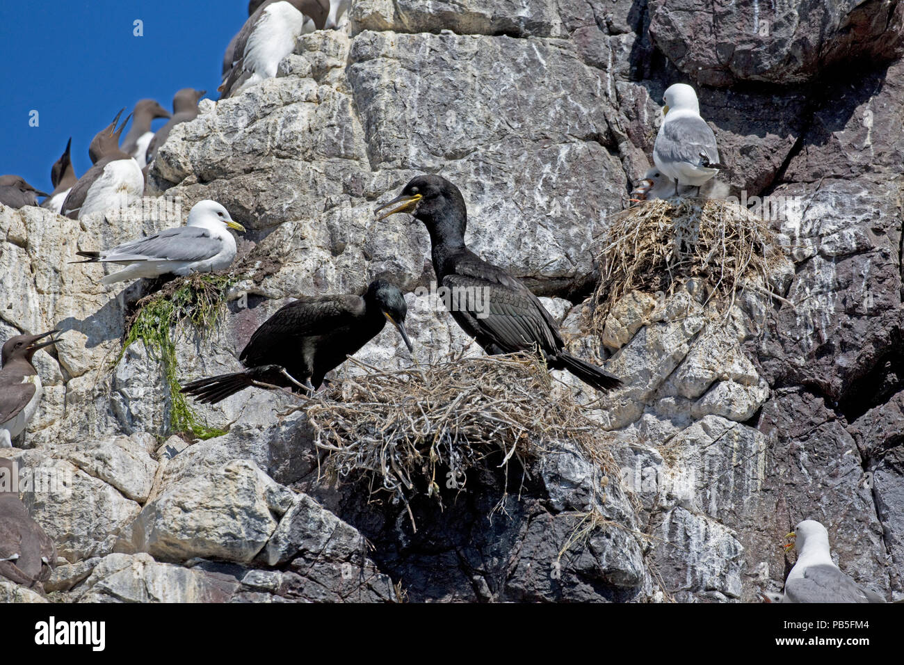 Il marangone dal ciuffo con pulcini nidi su sperone di roccia Isola di fiocco farne isola Northumberland REGNO UNITO Foto Stock