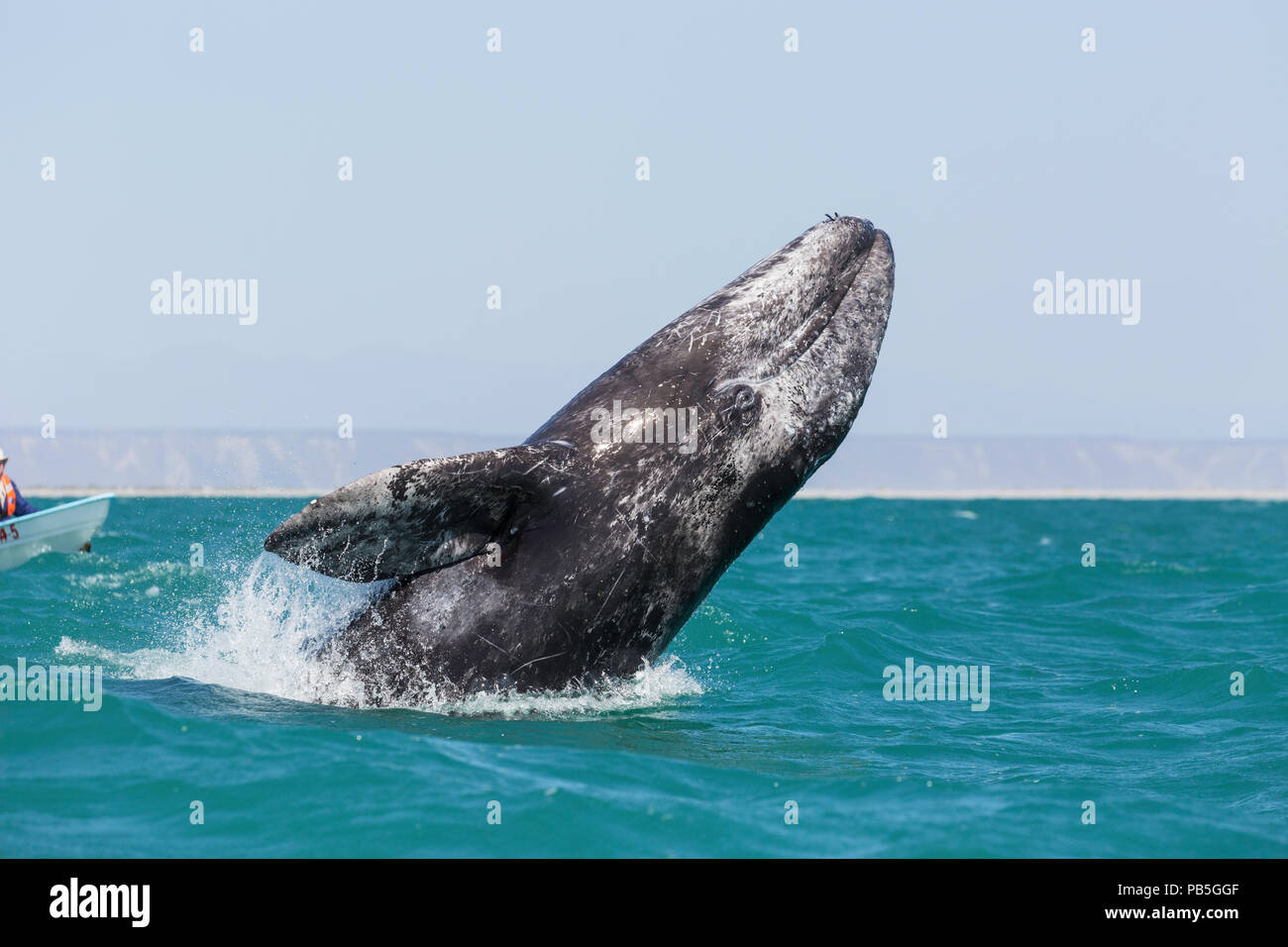 California balena grigia di vitello, Eschritius robustus violando in San Ignacio Laguna, Baja California Sur, Messico. Foto Stock
