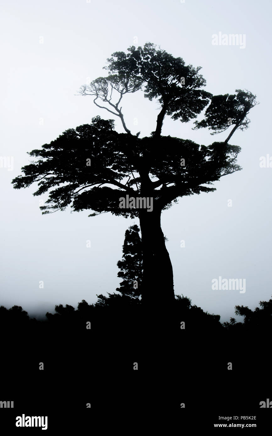 Strangler fig, Ficus aurea, la foresta pluviale tropicale, Costa Rica, il Parco Nazionale di Guanacaste Foto Stock