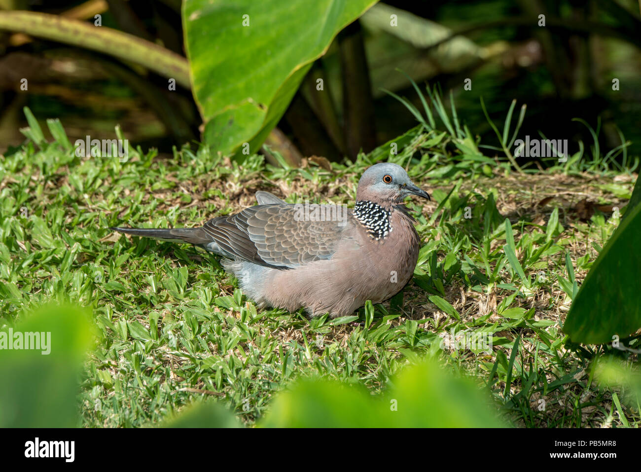 Maui, Hawaii. Colomba punteggiata, Spilopelia chinensis in appoggio sul terreno. Foto Stock