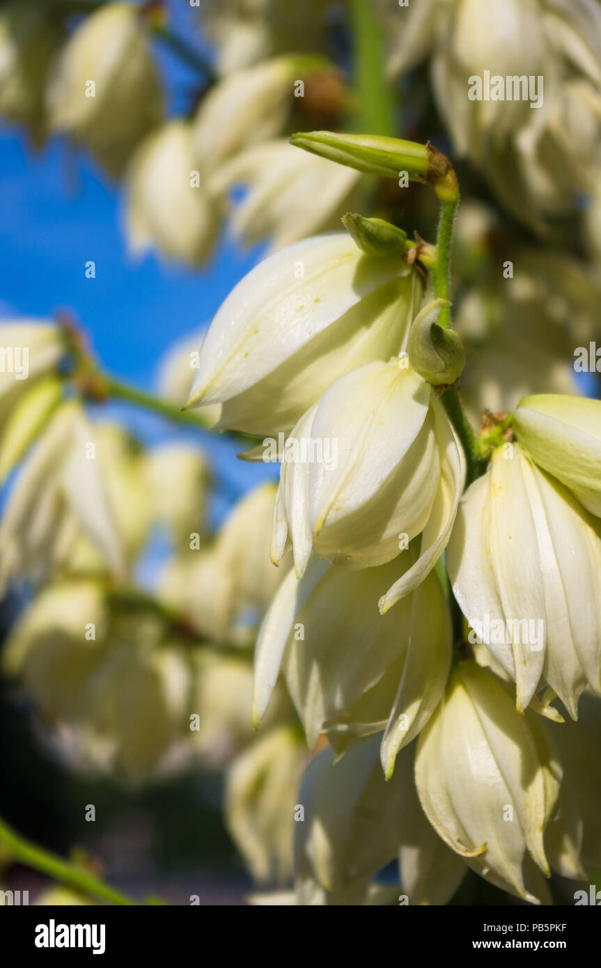 White Yucca filamentosa bush fiori, Adams ago, Spagnolo a baionetta, bear-erba, ago-palm, seta-erba, 1 cucchiaio di foglie di yucca nel parco vicino. Foto Stock