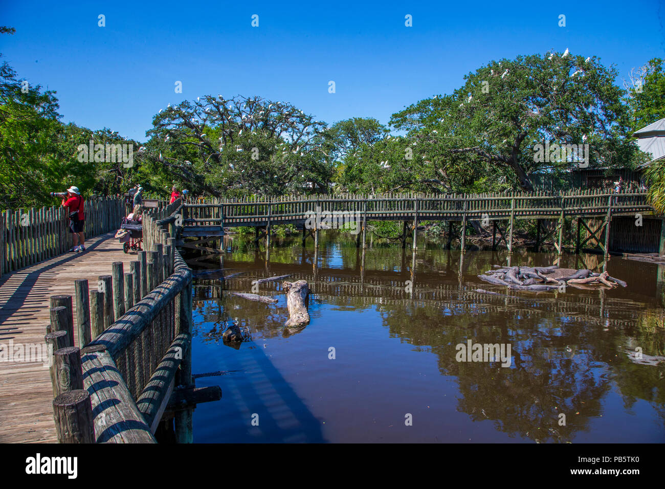 Il Boardwalk nella palude nativo & Bird rookery in Sant'Agostino Alligator Farm Zoological Park a St Augustine Florida Foto Stock