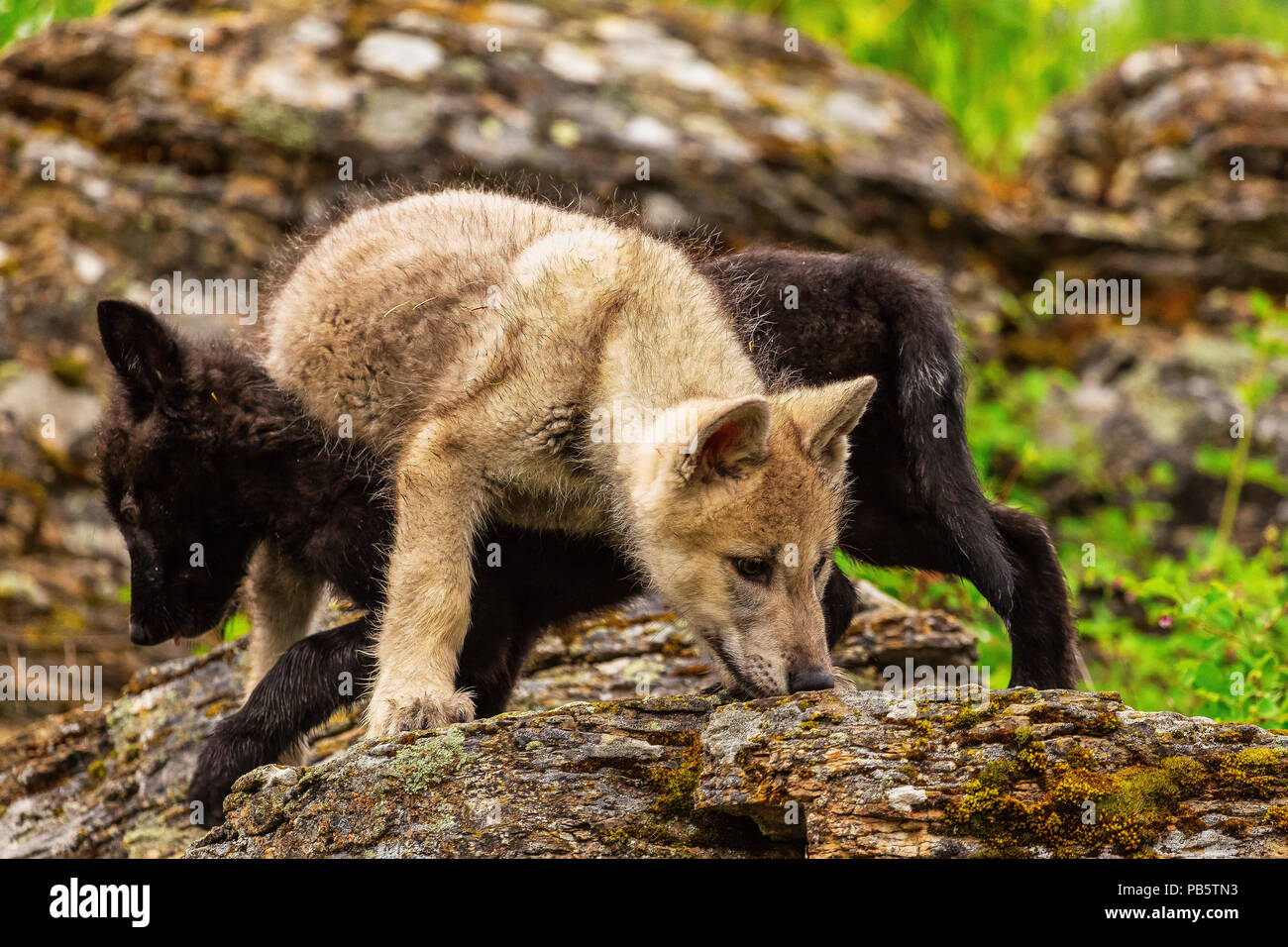 I cuccioli lupo giocando su roccia Foto Stock