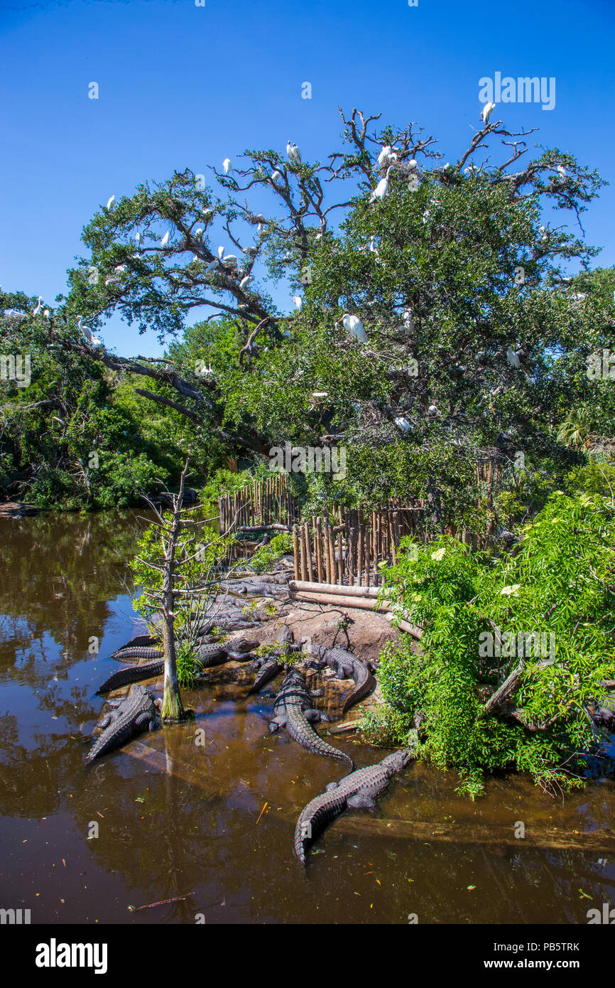 Alligaors nella palude nativo & Bird rookery in Sant'Agostino Alligator Farm Zoological Park a St Augustine Florida Foto Stock