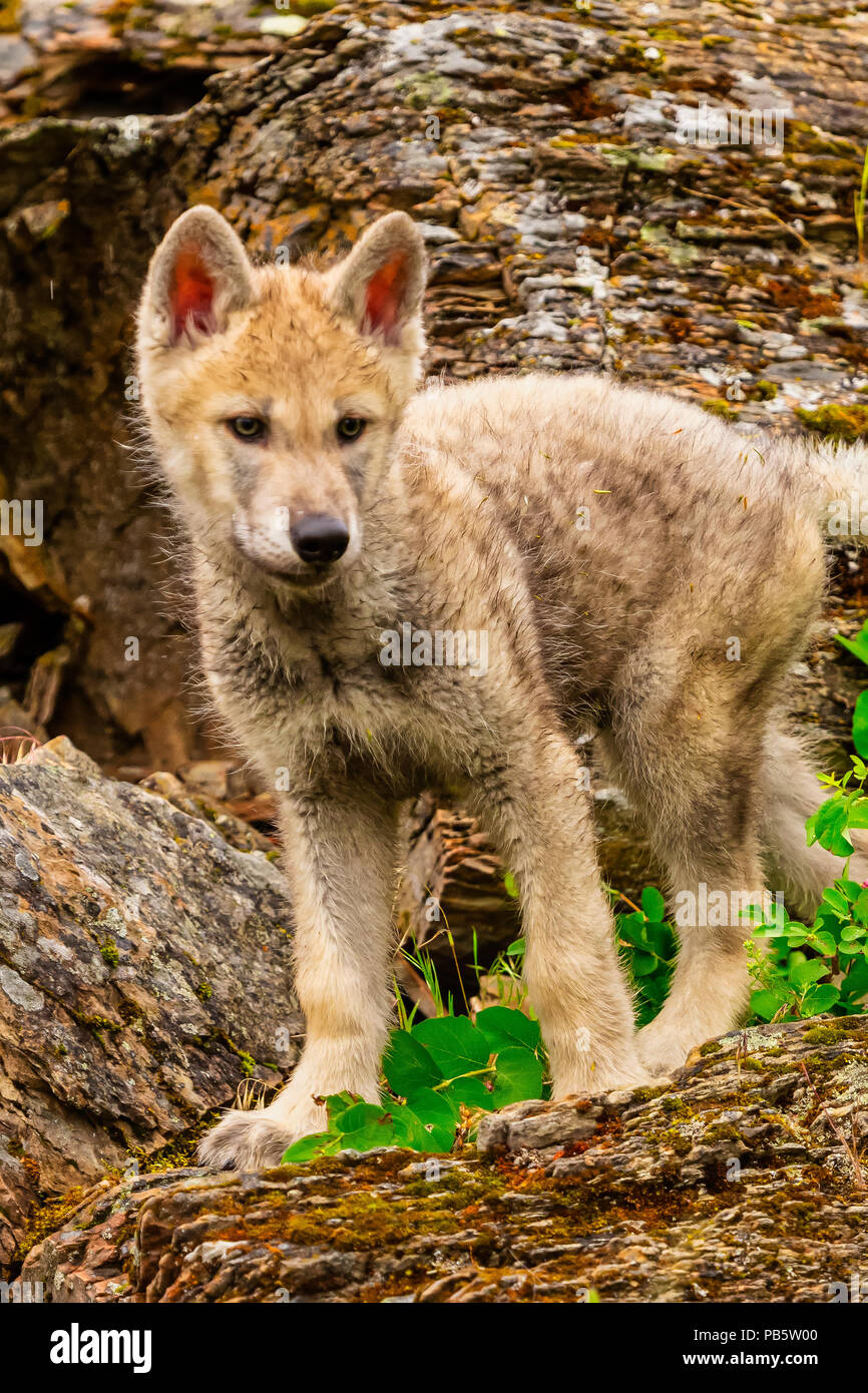 Cucciolo di lupo in piedi la mattina Foto Stock