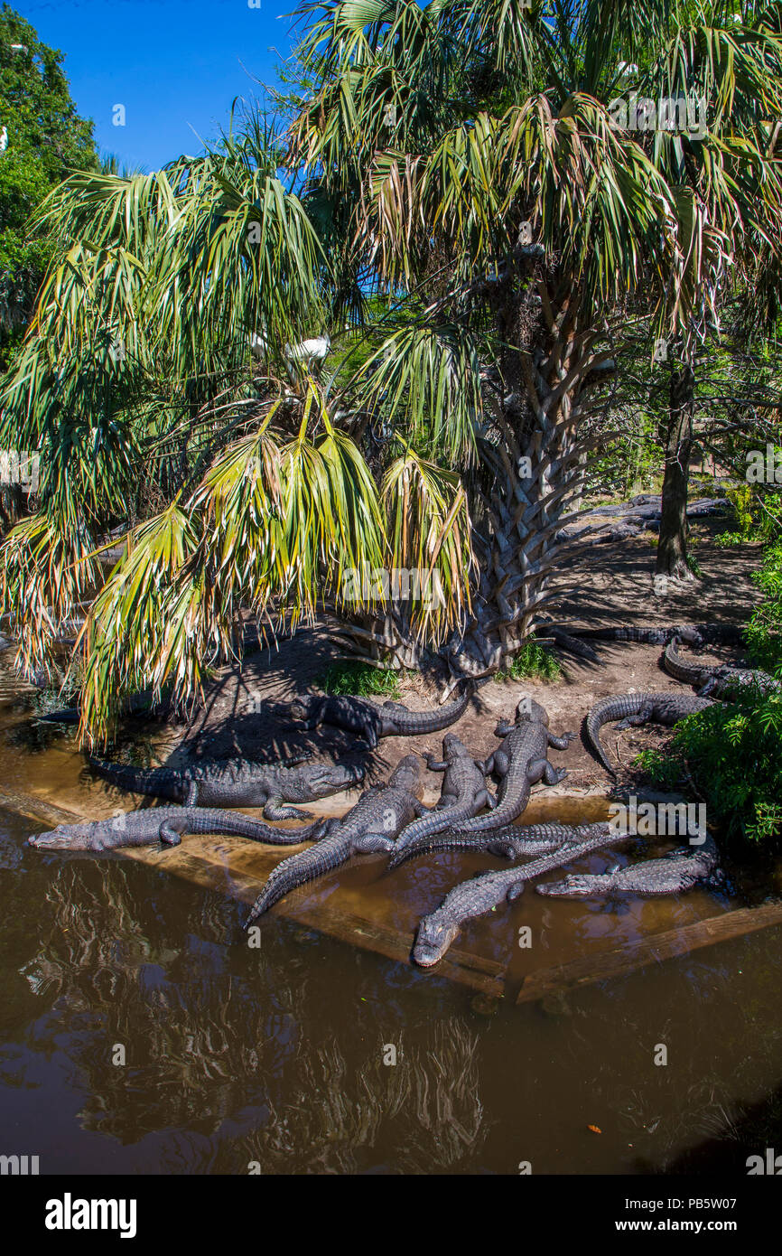 Alligaors nella palude nativo & Bird rookery in Sant'Agostino Alligator Farm Zoological Park a St Augustine Florida Foto Stock