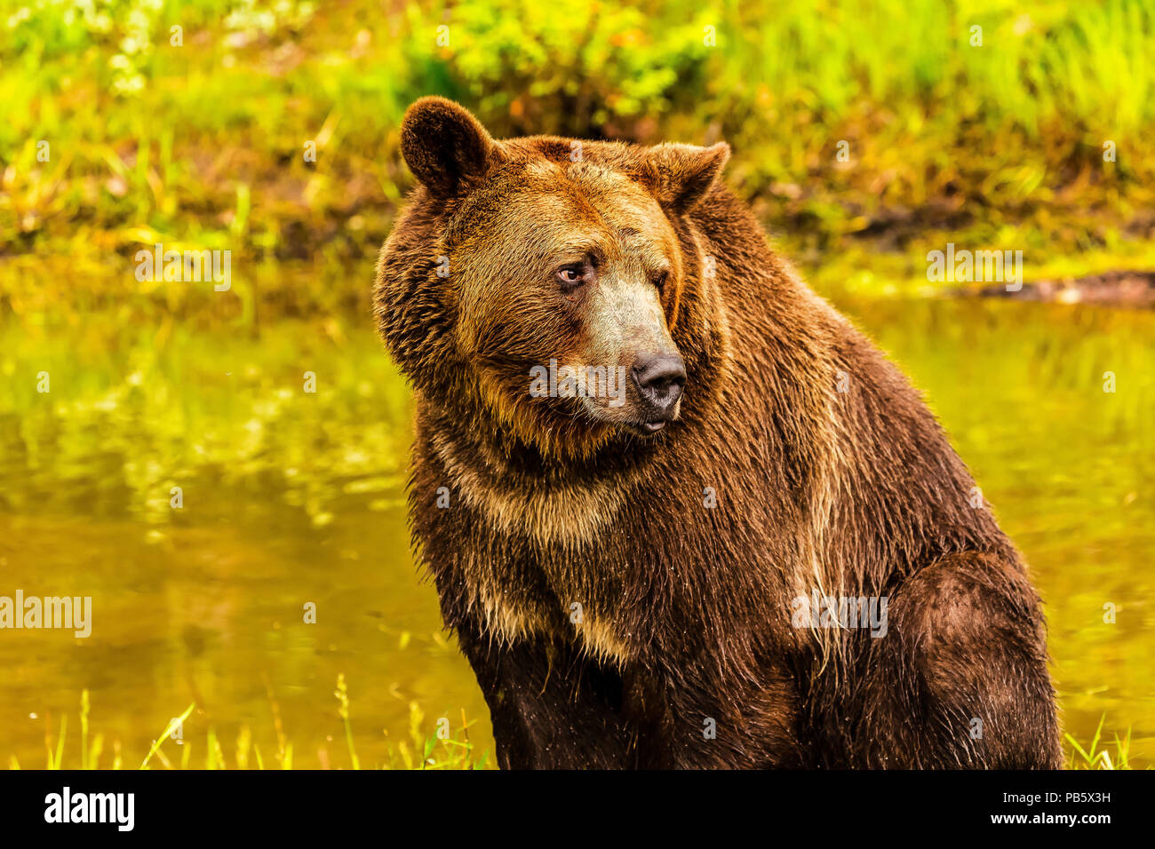 Orso grizzly seduta vicino laghetto cercando Foto Stock