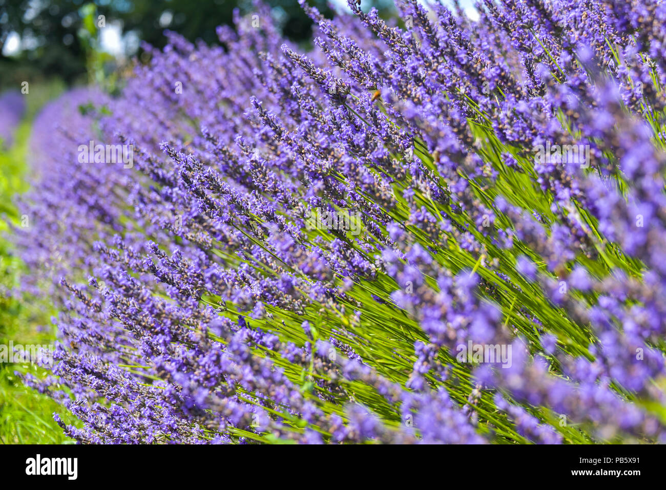 Fioritura di lavanda a bush Grignan, Provenza, Francia, close up Foto Stock